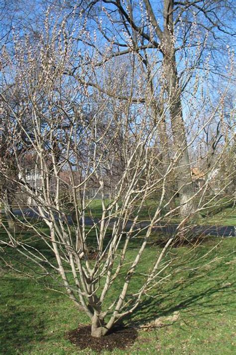 Buy American Pussy Willow Free Shipping Wilson Bros Gallon Pot