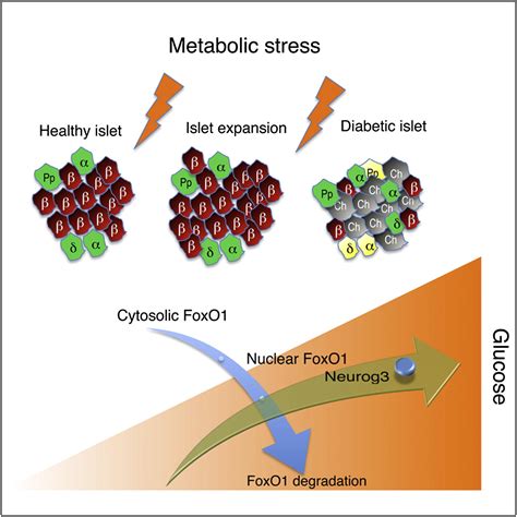 Pancreatic β Cell Dedifferentiation as a Mechanism of Diabetic β Cell