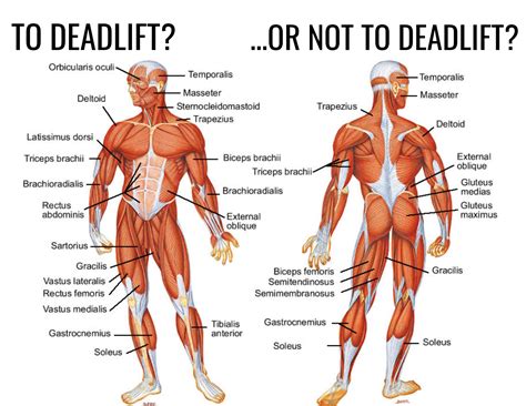 5 Reasons Why You Should Deadlift Evolve To Perform Physiotherapy