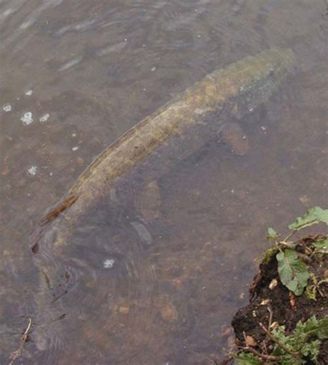 Pike Fishing Fundamentals - The Pike Anglers' Club of Great Britain
