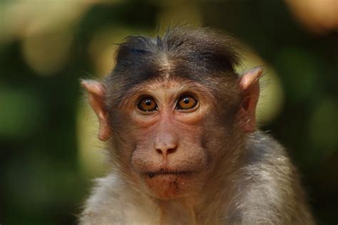 Monkey In Close Up Photography · Free Stock Photo