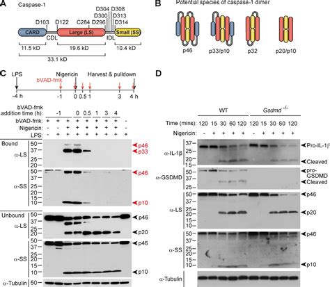 Figure 4 From Caspase 1 Self Cleavage Is An Intrinsic Mechanism To