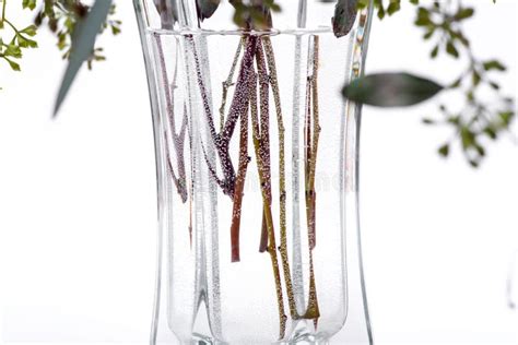 Fresh Eucalyptus Stems in Clear Glass Vase Isolated on White Stock Image - Image of branch ...