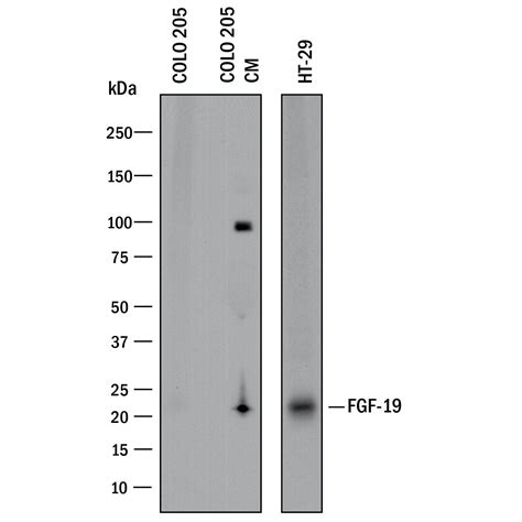 human fgf  antibody af  systems