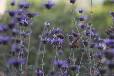 Pollinator Gardens With California Native Plants With Erin Johnson February 10 2023 Online