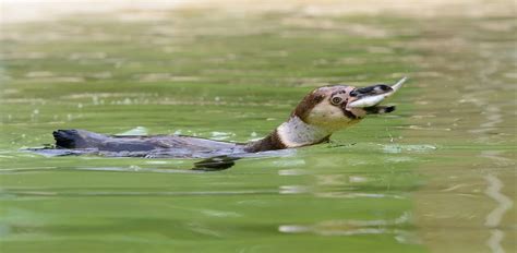 What Do Penguins Eat? Learn More About The Penguin's Diet