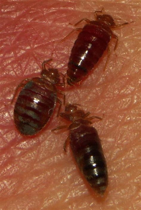 Researchers Sequence First Bed Bug Genome E Science News