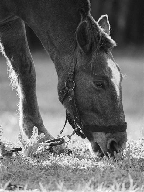 Horse Grazing Pasture - Free photo on Pixabay - Pixabay