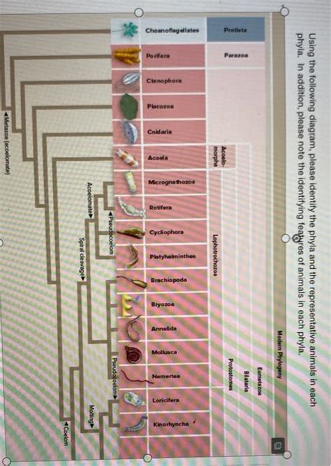 Solved Using the following diagram, please identify the | Chegg.com