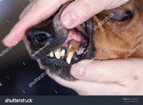 2025 Dog Sick Teeth Images Stock Photos And Vectors Shutterstock
