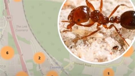 Mapping Show Gold Coast Fire Ant Infestations Nt News