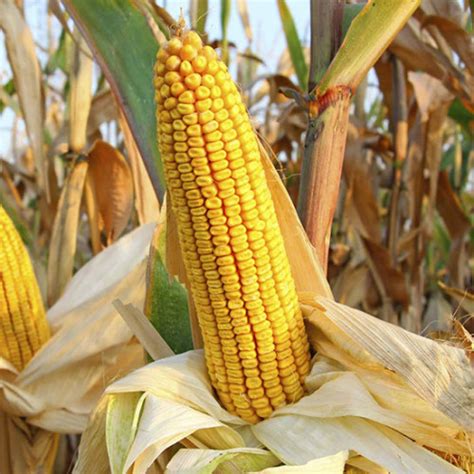 Семена Кукуруза гибрид Днепровский F1 1 кг - купить с доставкой по ...