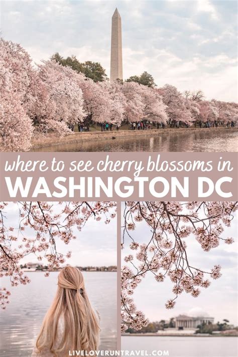 Tidal Basin Cherry Blossoms Best Cherry Blossoms In Dc