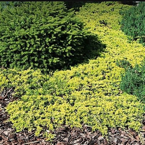 Ялівець горизонтальний Голден Карпет "Juniperus Golden Carpet ...