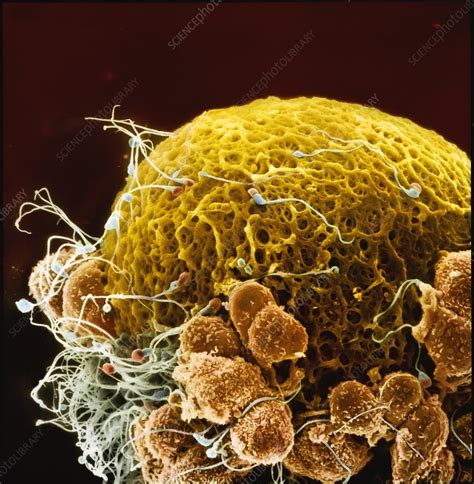 Fertilisation SEM Stock Image C048 7964 Science Photo Library