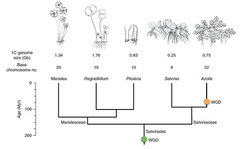 科学网—nature Plants：两个蕨类植物基因组揭示陆地植物演化 郝兆东的博文