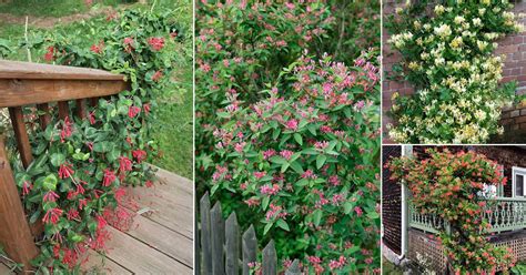 23 Different Types Of Honeysuckle Varieties You Can Grow