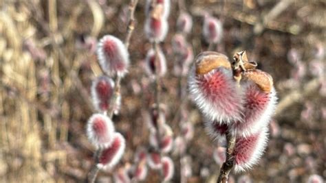 Spring Is Near And Pussy Willow Salix Spp Is Blooming The Arboretum At Penn State