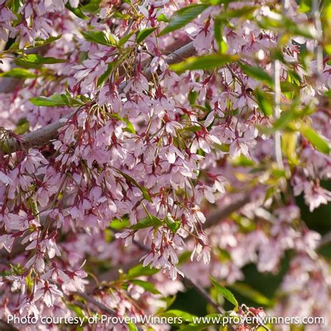 15 Prunus X PW Pink Snow Showers Weeping Cherry