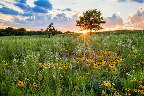 History can affect the outcome of ecological restoration - Earth.com