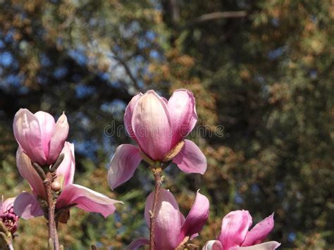 The Blooming Purple Magnolia Stock Photo Image Of Brownish Dark