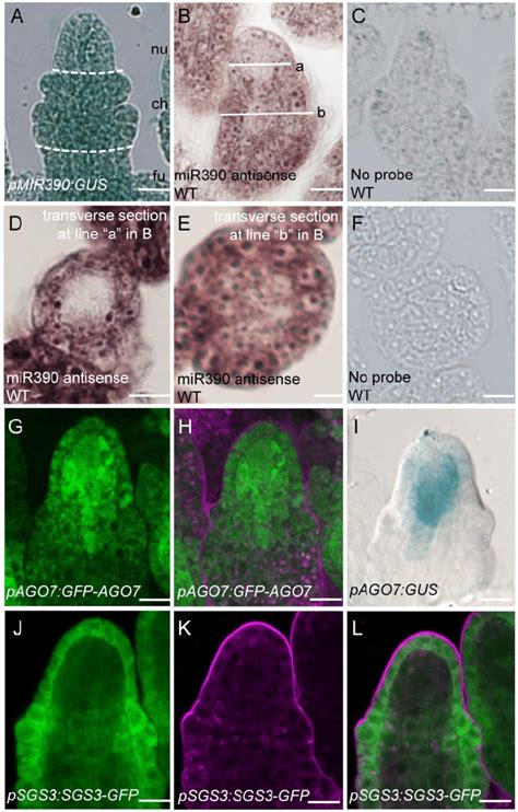 MIR390, AGO7 and SGS3 expression patterns in ovules. (A) GUS signal in ...