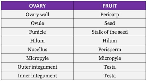 examples of false fruits