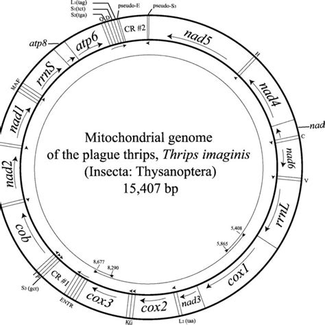 —inferred Stem Loops In The Control Regions Of The Mitochondrial Genome