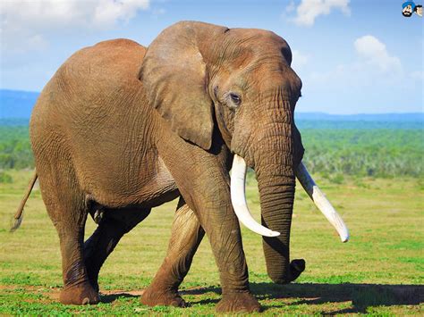 Tribal Elephant Wallpaper