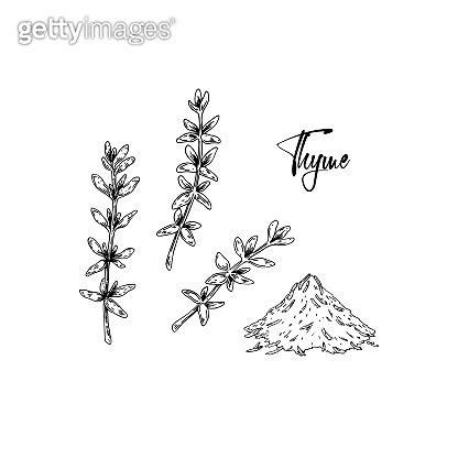 Hand Drawn Thyme Branches And Dried Spices Vector Illustration Isolated