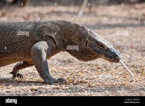 Komodo dragon in the Komodo National Park on Komodo island, East Nusa