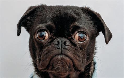 Een mens zonder handen is een hond zonder tanden. | Oneliners op www ...