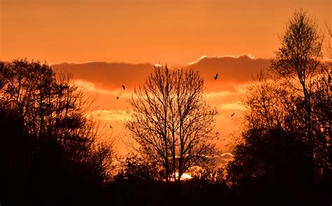 Free Images Landscape Tree Nature Cloud Sunrise Sunset Mist