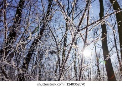 Naked Branches Bushes Trees Winter Note Stock Photo 1248362902 Shutterstock