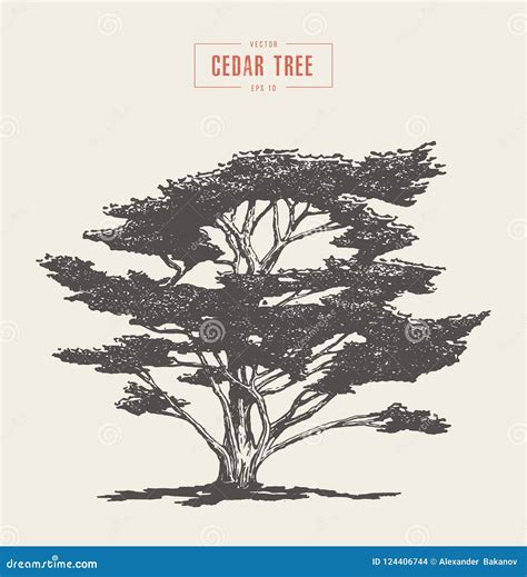 Cedar Tree Stock Illustrations – 16,372 Cedar Tree Stock Illustrations ...