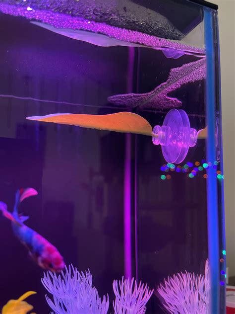 Bubble Nest Rbettafish