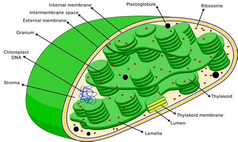 chloroplast definition  examples biology  dictionary