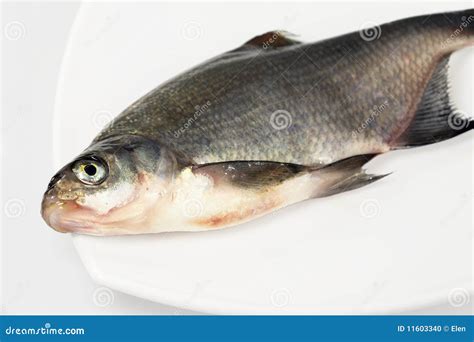 river fish bream stock photo image  white sirloin