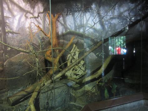 Sep 2012 Prehensile Tailed Porcupine Exhibit Zoochat