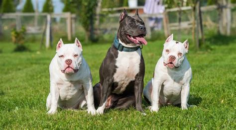 Pitbull Lifespan | How Long Do Pitbulls Live