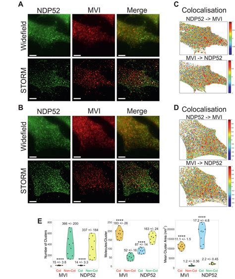 Cluster Analysis And Colocalization Of Myosin VI And NDP52 A And B