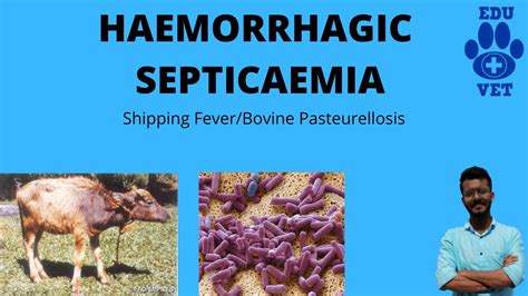 Hemorrhagic Septicemia Simplified Youtube