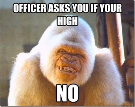 25 Funny Monkey Memes Youll Totally Fall In Love With