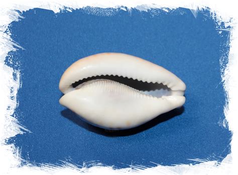 Каури Пантера, Cypraea pantherina. Купить