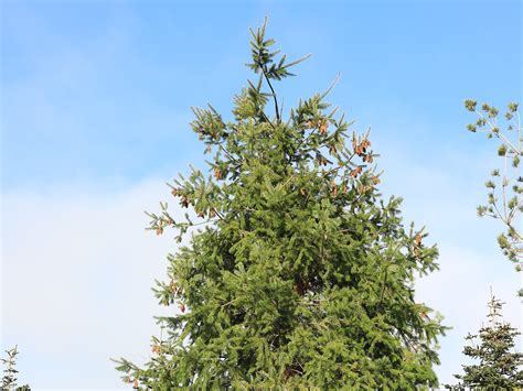 Pseudotsuga menziesii - Изображение особи - Плантариум