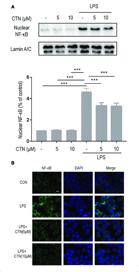 Effect of CTN on LPS induced activation of NF κB in BV2 microglial