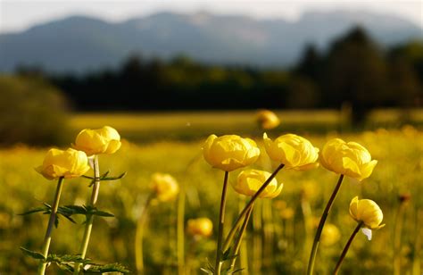 Sfondi Luce Del Sole Fiori Natura Cielo Giallo Mattina Prateria