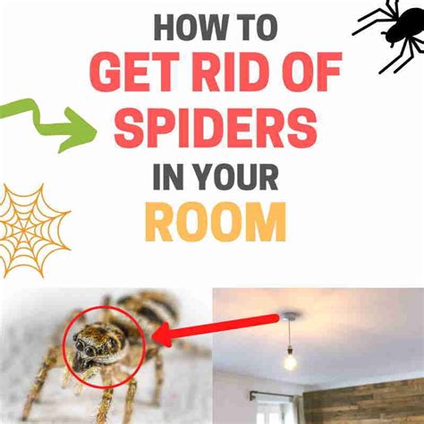 how to get rid of spiders in bedroom