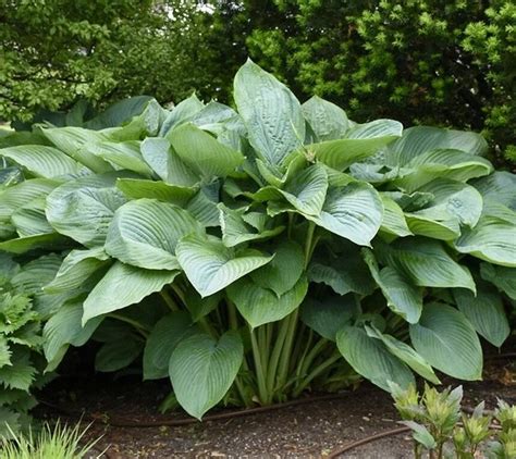 Хоста "Empress Wu" - купить саженцы в питомнике Репейник, СПб и ЛО