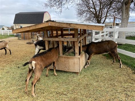 Horned goat feeder plans. How to build the best low waste goat feeder.